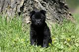 SCHIPPERKE 740